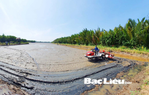 Nông dân vùng chuyển đổi vào vụ lúa trên đất tôm