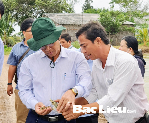 Duy trì mô hình nuôi tôm công nghệ cao trước giá tôm không ổn định