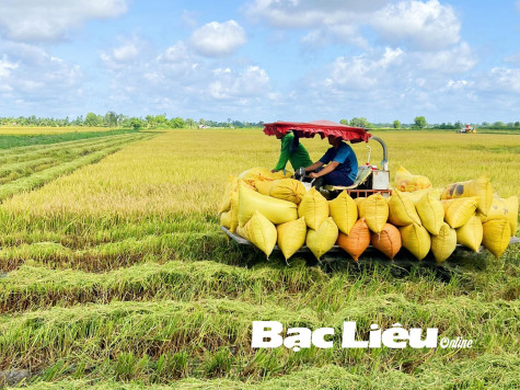 Nông dân thu hoạch rộ vụ lúa hè thu