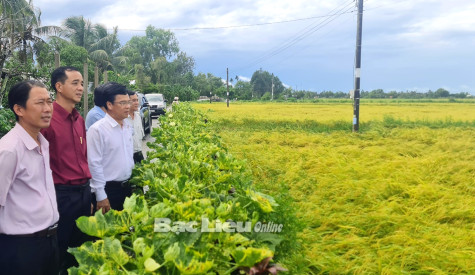 Sở NN&PTNT kiểm tra tình hình sản xuất ở 2 huyện Phước Long và Hồng Dân