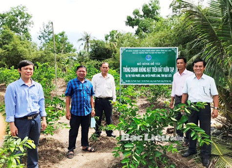 Hiệu quả từ mô hình cải tạo vườn tạp trồng chanh không hạt