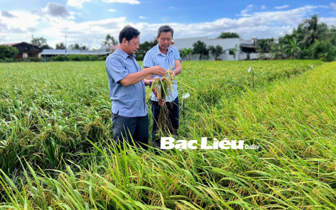 Giống lúa BL9 được công nhận lưu hành đặc cách