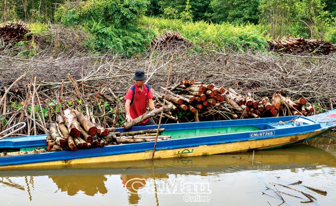 Giá gỗ đước tăng, người trồng rừng phấn khởi