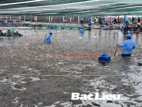Giá tôm dần phục hồi