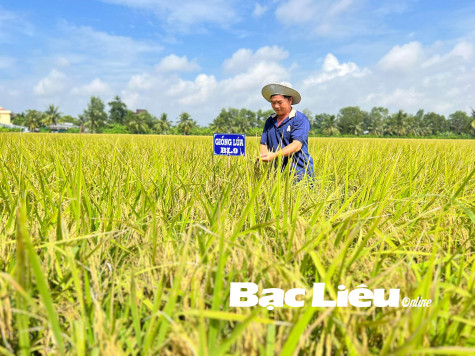 Xây dựng thương hiệu cho giống lúa Bạc Liêu