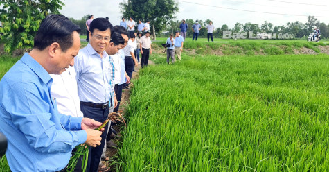 Xây dựng các mô hình sản xuất thích ứng với biến đổi khí hậu