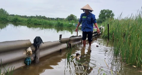 U Minh: Nguy cơ thiệt hại gần 6.000 ha lúa, cá và hoa màu