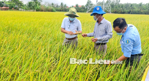Hành trình xây dựng hạt ngọc Bạc Liêu