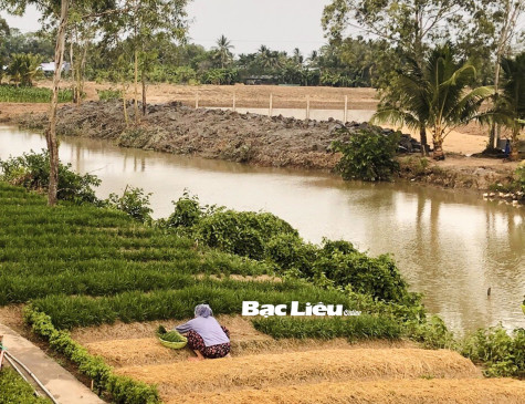 Chiều quê