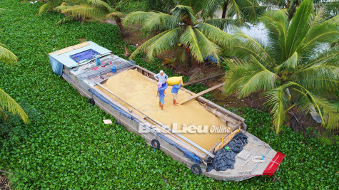 Bạc Liêu có 88 cánh đồng lớn