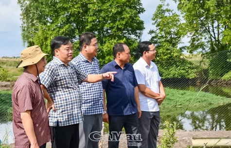 Chủ tịch UBND tỉnh Huỳnh Quốc Việt kiểm tra tình hình thiệt hại lúa tại huyện Thới Bình