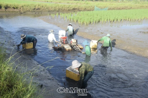 Xúc tiến dự án hỗ trợ phát triển lúa - tôm