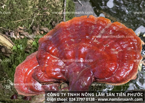 Giá mua nấm lim xanh ở đâu uy tín tác dụng tốt đúng nấm lim rừng?