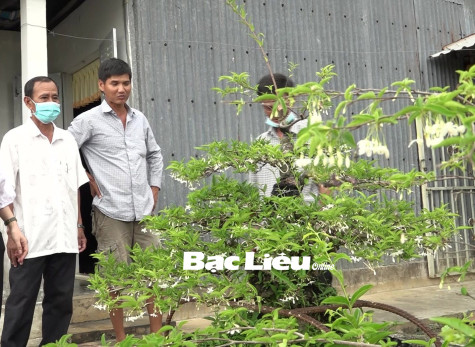 Tăng thu nhập từ mô hình chuyên canh hoa, cây cảnh