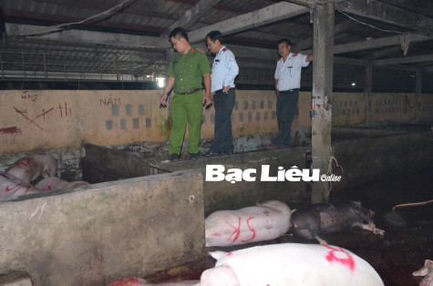 Tăng cường phòng, chống dịch tả heo châu Phi