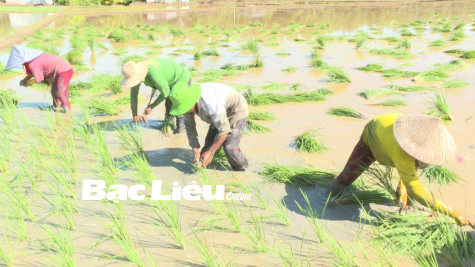 Huyện Vĩnh Lợi: Nông dân tập trung​ cấy lúa Tài nguyên
