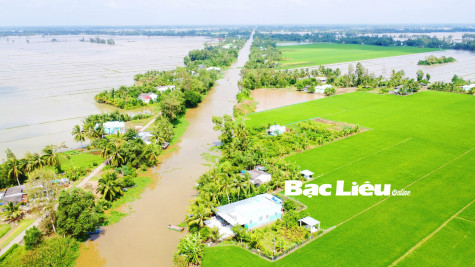Vụ lúa thu đông: Thời tiết bất lợi, nông dân gặp khó