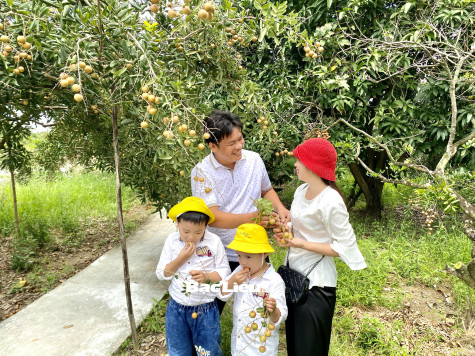 TP. Bạc Liêu: Xây dựng Đề án bảo tồn nhãn cổ kết hợp phát triển du lịch