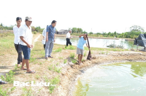 Giá tôm nguyên liệu tăng: Niềm vui cho nông dân