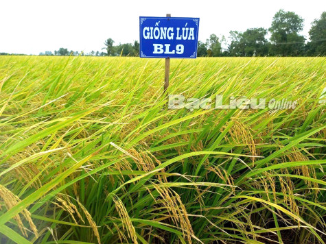 Đầu tư phát triển mô hình áp dụng sản xuất giống lúa BL9 vụ đông xuân