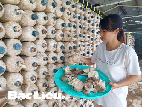 Tạo sinh kế bền vững từ mô hình trồng nấm bào ngư