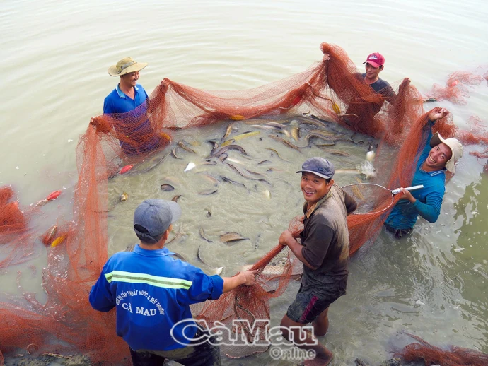 Mùa vui thu hoạch cá chình