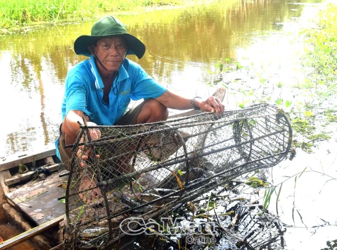 Giữ thương hiệu cá đồng xứ U Minh