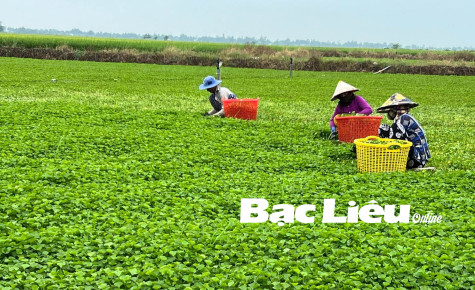 Hội Nông dân huyện Hòa Bình: Hỗ trợ nông dân giảm nghèo bền vững