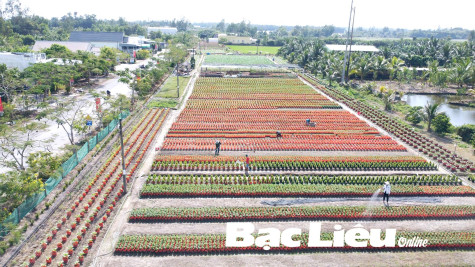 Nhà vườn thức, ngủ cùng hoa kiểng Tết