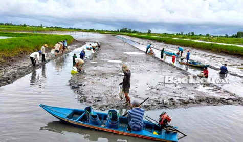 Trúng đậm vụ lúa - tôm: Nông dân phấn khởi đón Tết
