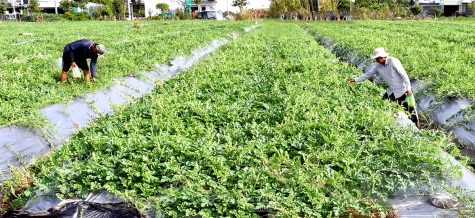 Chăm chút vụ dưa hấu tết