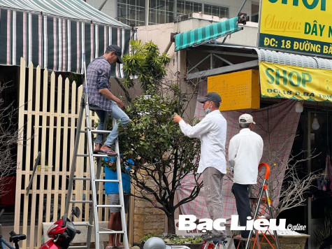 Một số lưu ý khi lặt lá mai để kịp ra hoa đón Tết