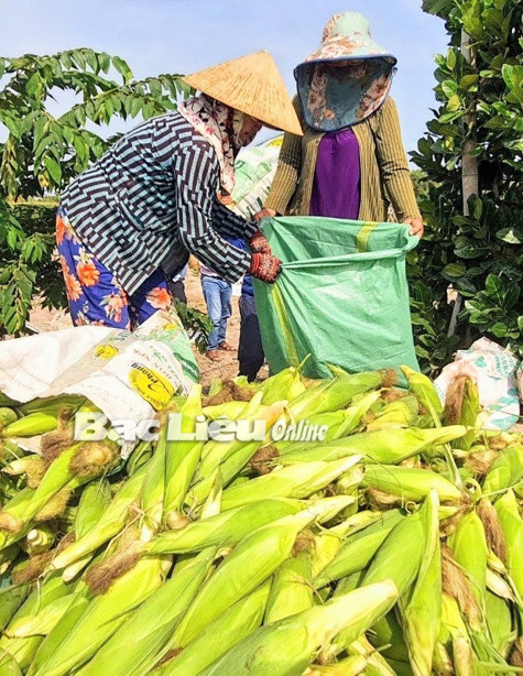 Thu nhập khá từ mô hình đưa màu xuống ruộng