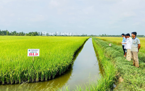 Nông dân trúng đậm vụ lúa BL9