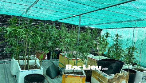 Bắt quả tang thanh niên trồng trái phép cây cần sa trên mái nhà