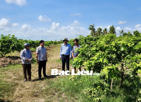 TP. Bạc Liêu: Kiểm tra thủy lợi và phát triển cây thanh nhãn