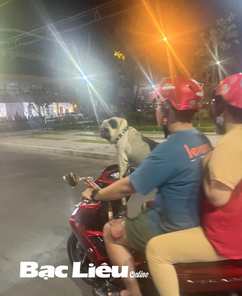 Dễ bị tai nạn giao thông từ việc chở thú cưng dạo phố