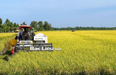 Xây dựng cánh đồng lớn gắn với liên kết tiêu thụ sản phẩm