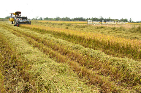 Nông dân thu hoạch rộ vụ lúa đông xuân