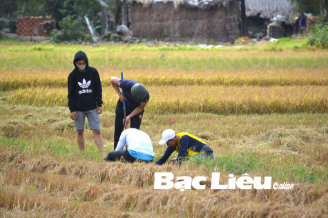 Những nghề hái ra tiền lúc nông nhàn