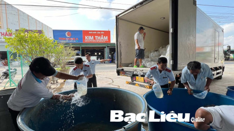 Tiêu hủy 530.000 con tôm giống không qua kiểm dịch