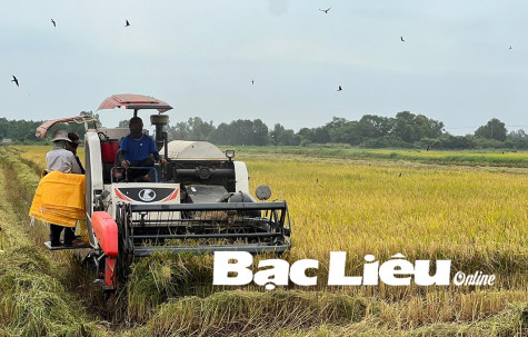 Nông dân lại khổ vì… cò lúa