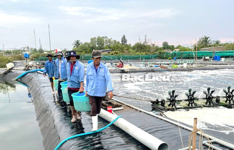 Tạo dựng chuỗi giá trị ngành tôm: Cần giải pháp hiệu quả