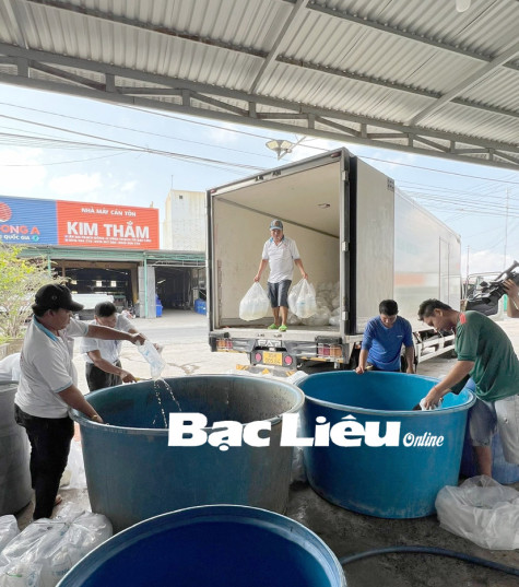 Siết chặt quản lý chất lượng tôm giống