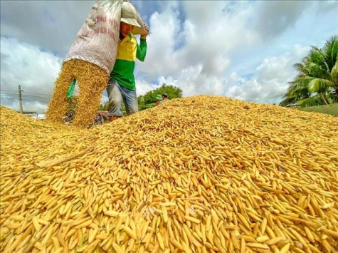 Giá lúa gạo hôm nay (31/3): Giá lúa khô ổn định