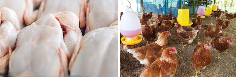 TRIỆU CHỨNG, NGUYÊN NHÂN, CÁCH ĐIỀU TRỊ VÀ PHÒNG NGỪA CÚM A/H5N1
