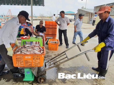 Tăng cường kiểm tra các hoạt động khai thác tại cảng cá