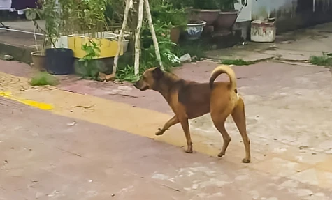 Xuất hiện ổ dịch dại trên chó tại huyện Ngọc Hiển