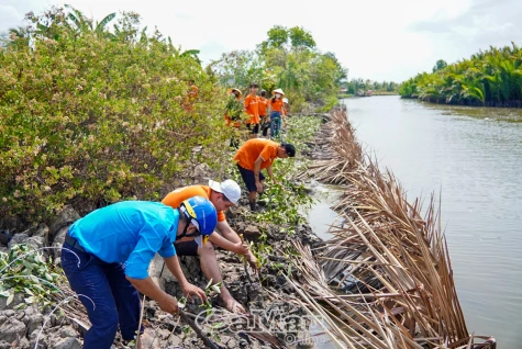 Trồng 1.000 cây chống sạt lở tại xã Phong Điền huyện Trần Văn Thời