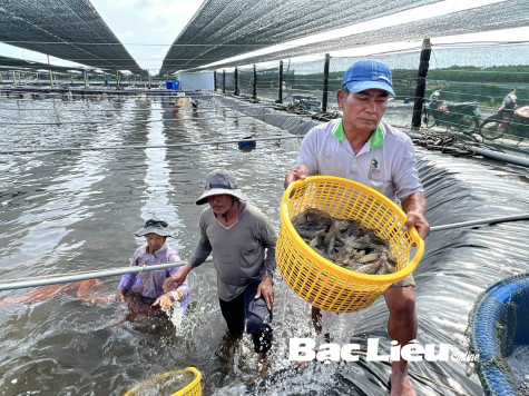 Gỡ khó cho mô hình nuôi tôm ứng dụng công nghệ cao